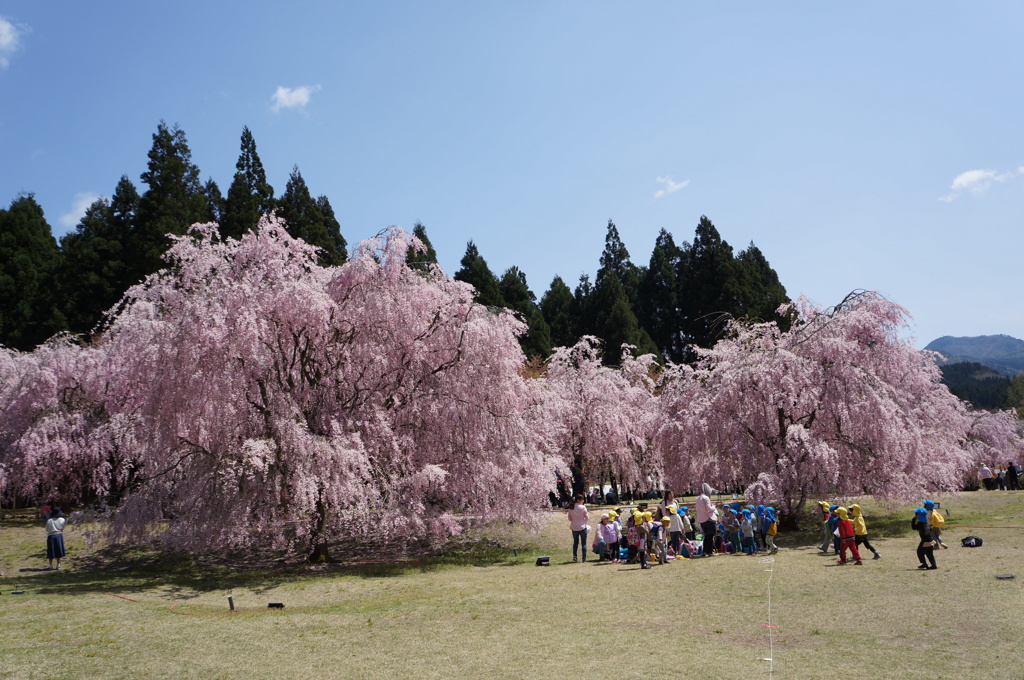 竹田の里 しだれ桜まつり