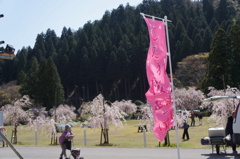 竹田の里 しだれ桜まつり