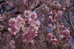 竹田の里 しだれ桜まつり