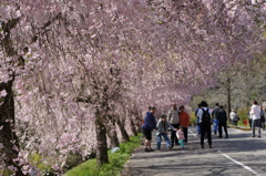 竹田の里 しだれ桜まつり