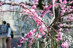 梅の花って綺麗