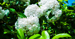 White Flower