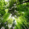 bamboo forest1