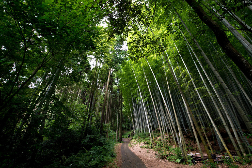 bamboo forest2