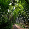 bamboo forest2