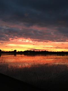 雨上がりの夕暮れ