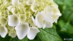 紫陽花