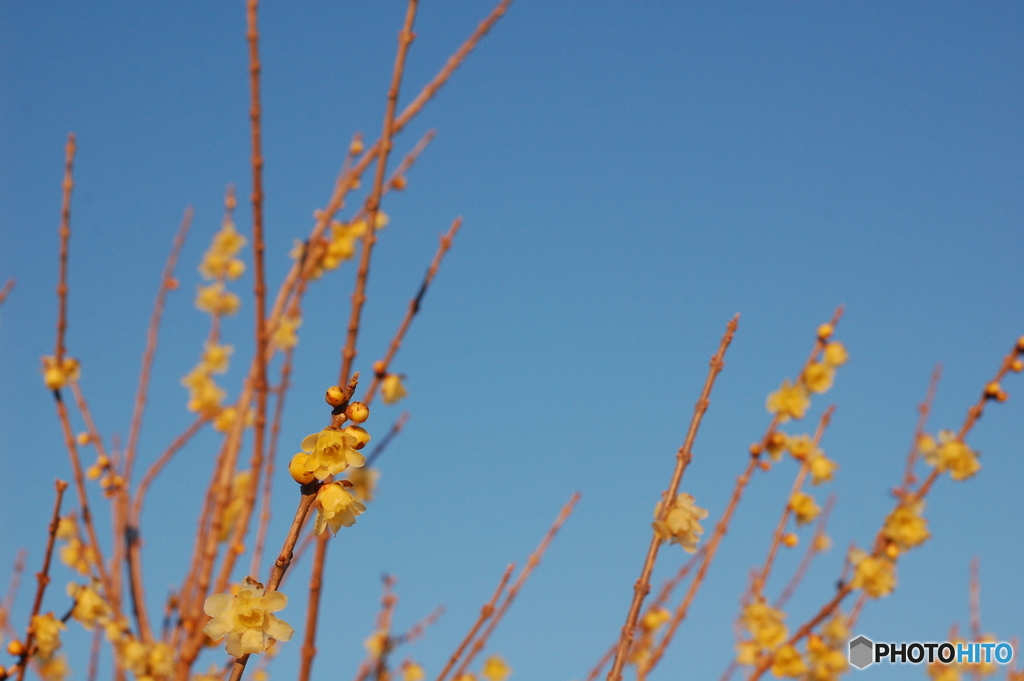 黄冬花