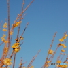黄冬花