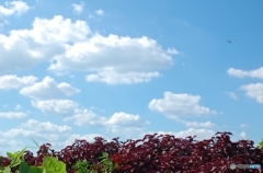 夏空とむらさき