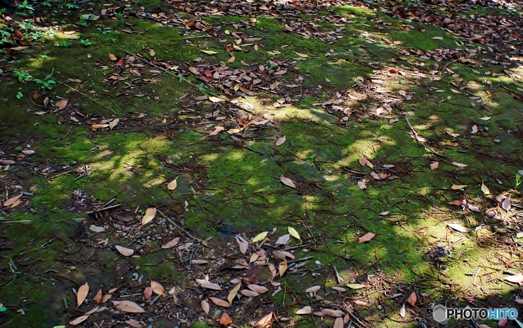 やすらぎの絨毯