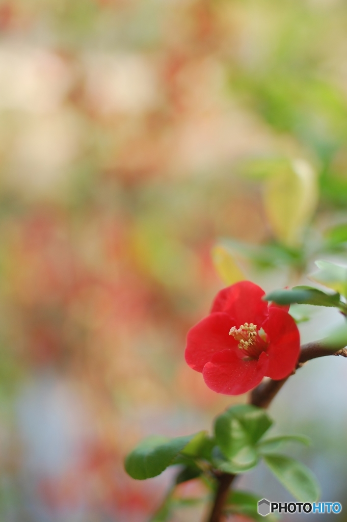 今朝のお花
