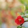 今朝のお花