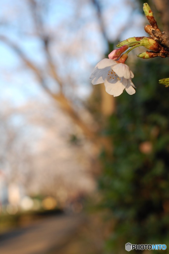 TASOGARE@sakura