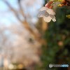 TASOGARE@sakura