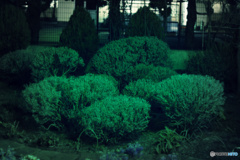 夜の緑園