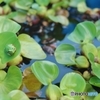 気がつかなかった命