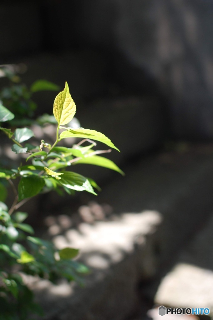 初夏の陽気に