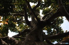 木登りの木