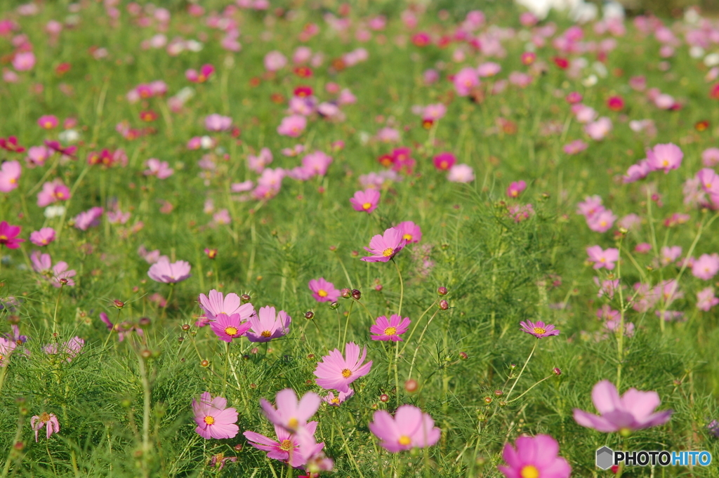 秋桜の園