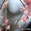 寂しげな軒先