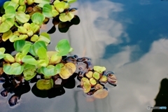 空の浮き草