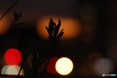 街路樹と灯かり