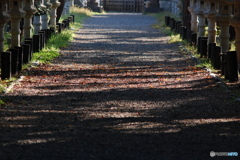 紅の落ち葉