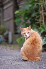 孤高の背中