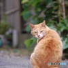 孤高の背中