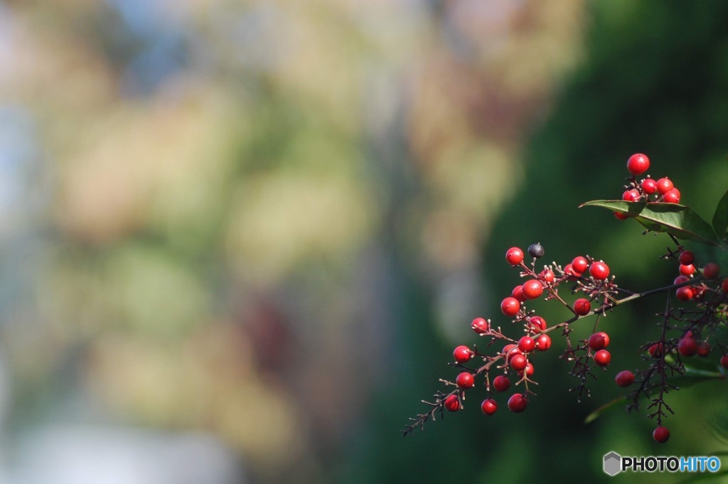 紅玉の朝