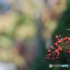 紅玉の朝