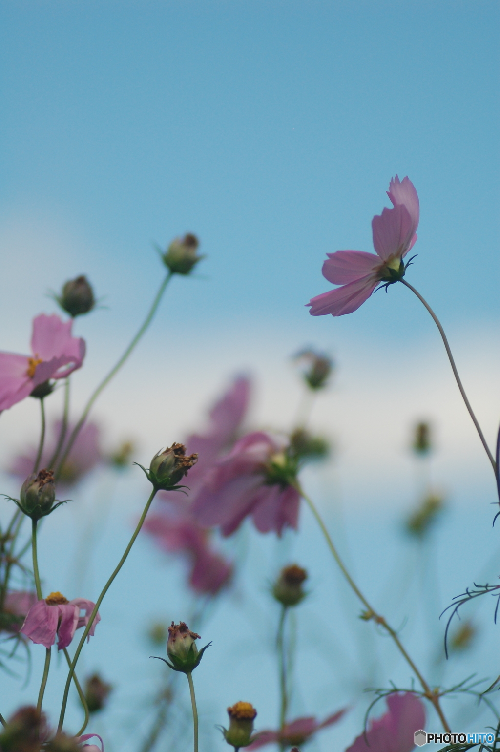 海と空と秋桜