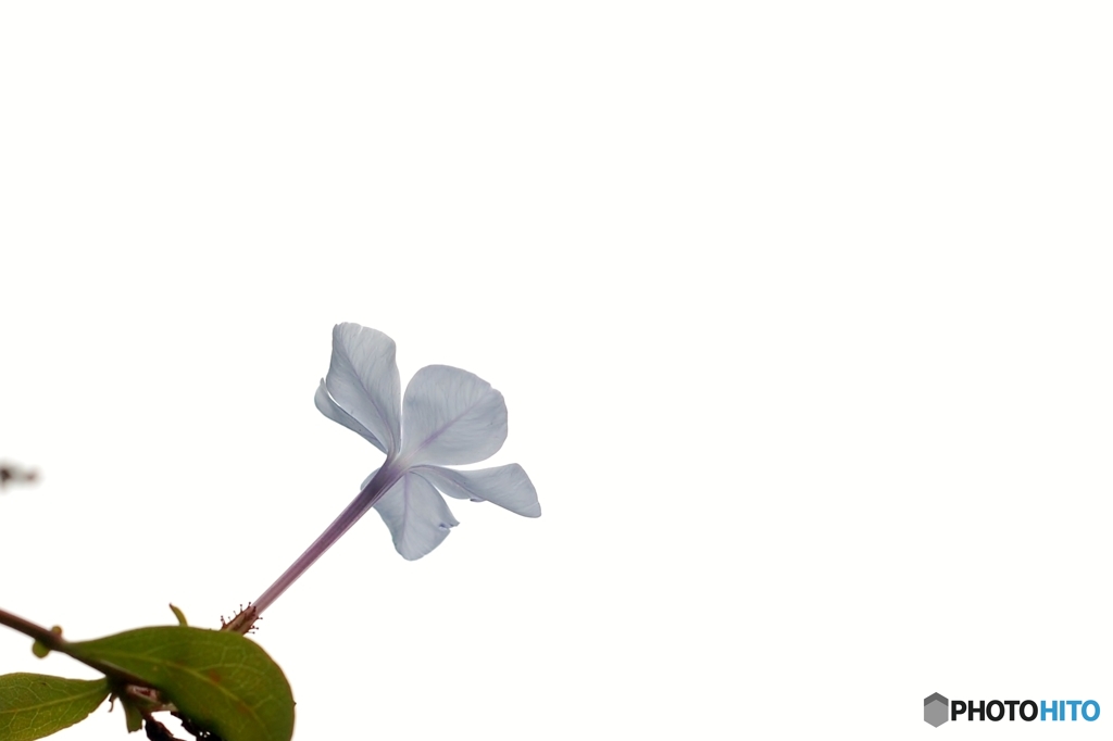 白き心
