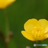 艶やかな微笑み