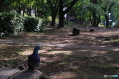 木漏れ日に佇む一本足の鳩