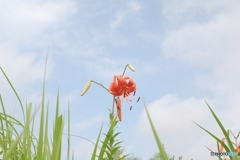 真昼に咲くオレンジの花火