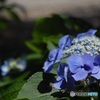 昼下がりの紫陽花