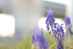 道草した春