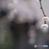 戸惑いの春