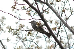 ヒヨドリも首をすくめる寒桜かな