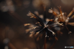 冬の花火