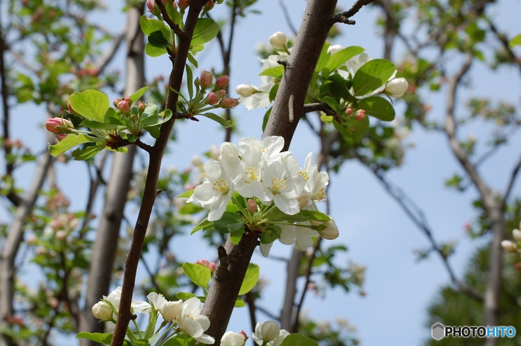 あまりの綺麗さに虫も見とれてらー