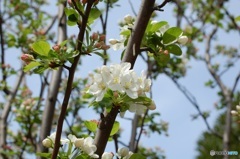 あまりの綺麗さに虫も見とれてらー