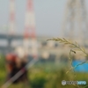 晩春