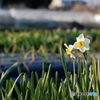 こころの星花