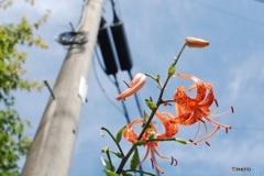 安定の夏空