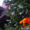 戻り道の花