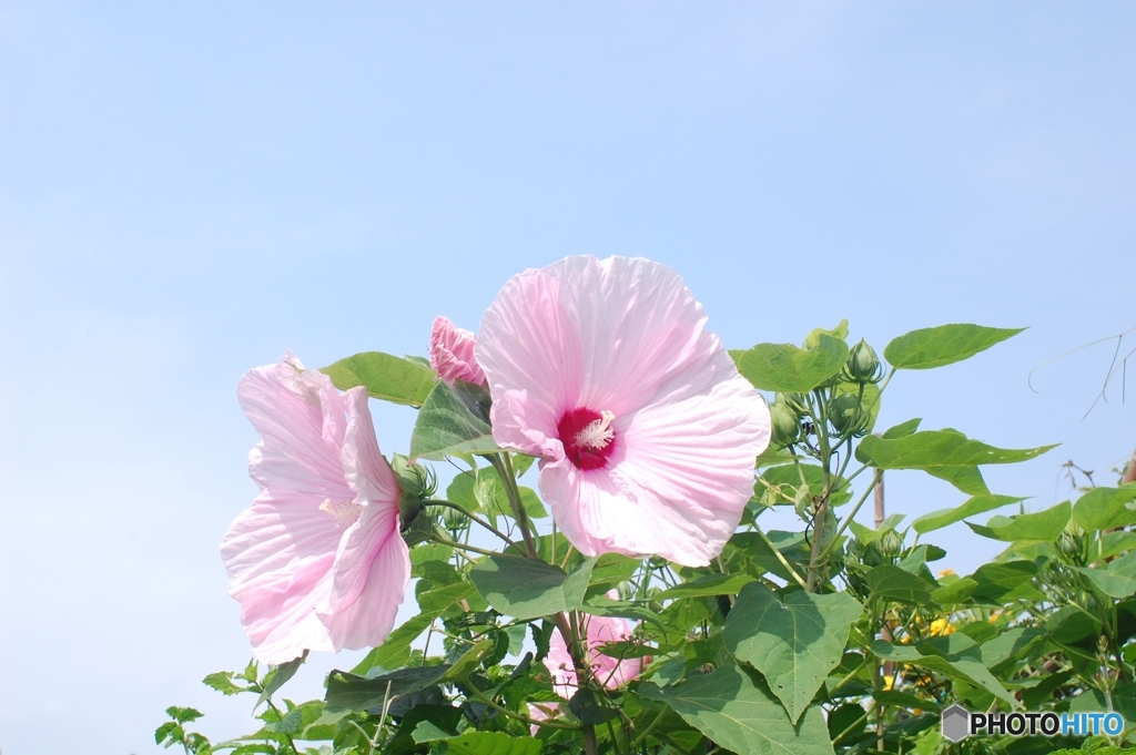 羽ばたきながら咲く大輪のピンク