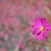 儚い夢のあと